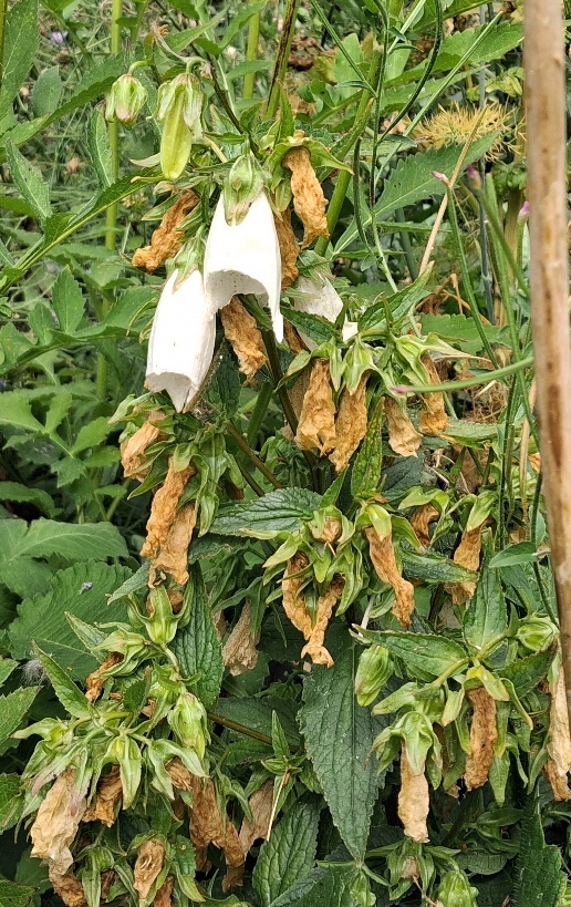 korean bellflower
