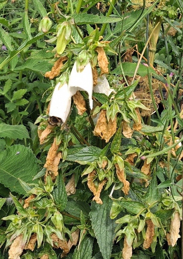 korean bellflower with bee