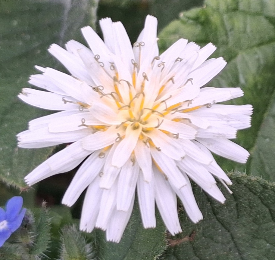 korean dandelion taraxacum coreanum