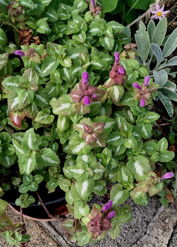 lamium maculatum roseum