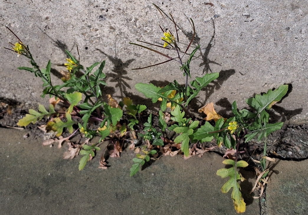 London rocket Sisymbrium irio