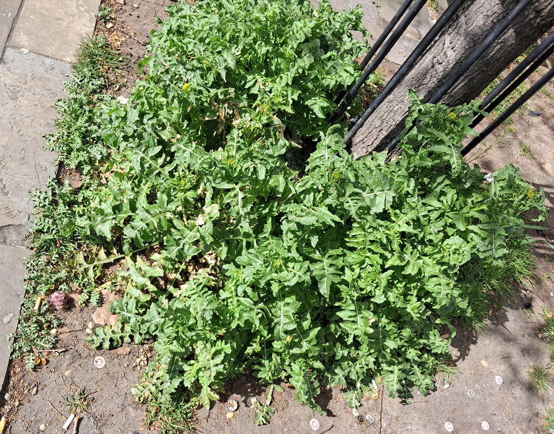 london rocket sisymbrium irio