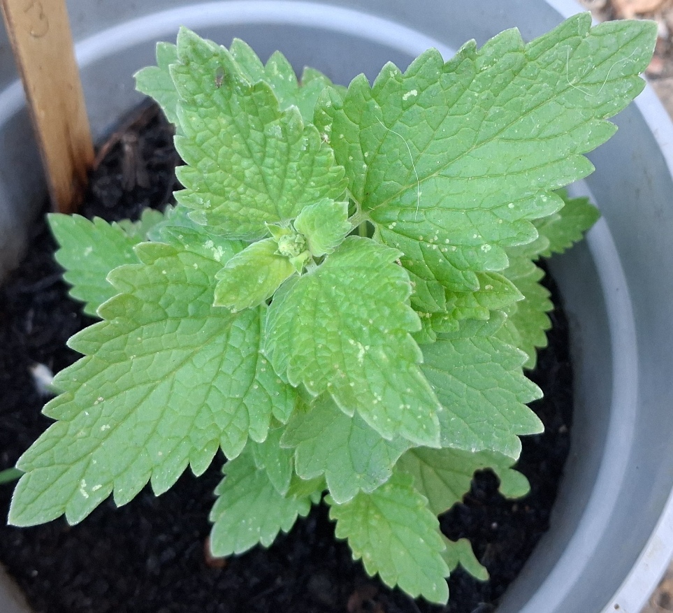 nepeta cataria catnip