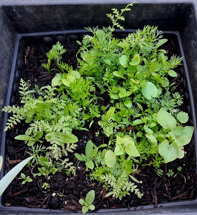 sainsburys pink and white wildflower tin seedlings