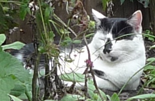 cat in flowerbed