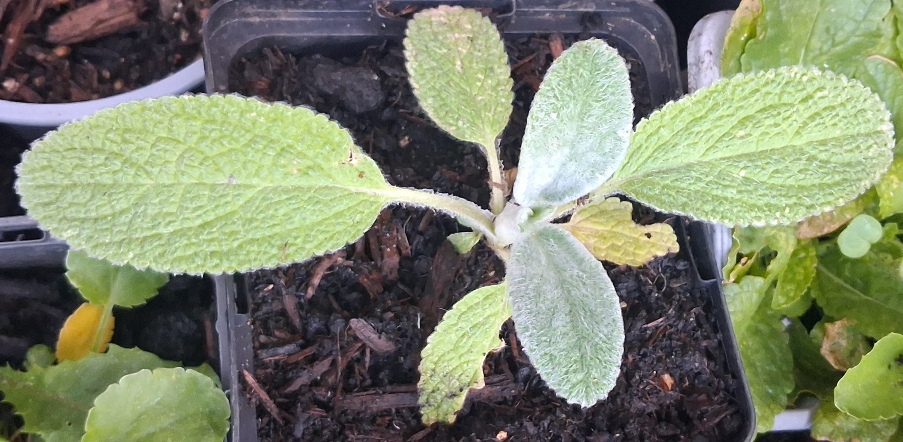 stachys byzantina