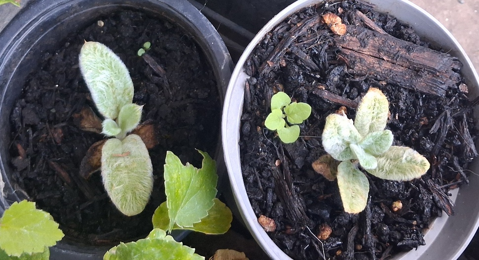 stachys byzantina