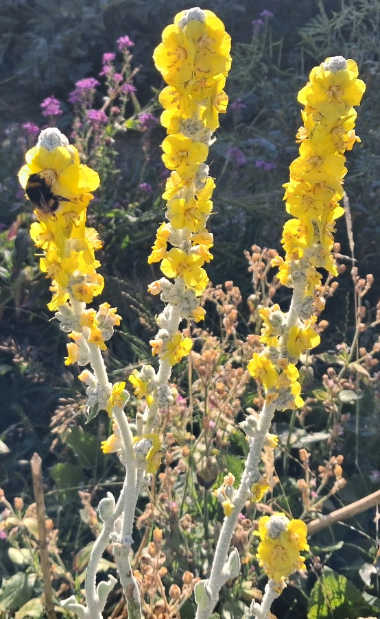 verbascum Arctic Summer with bee