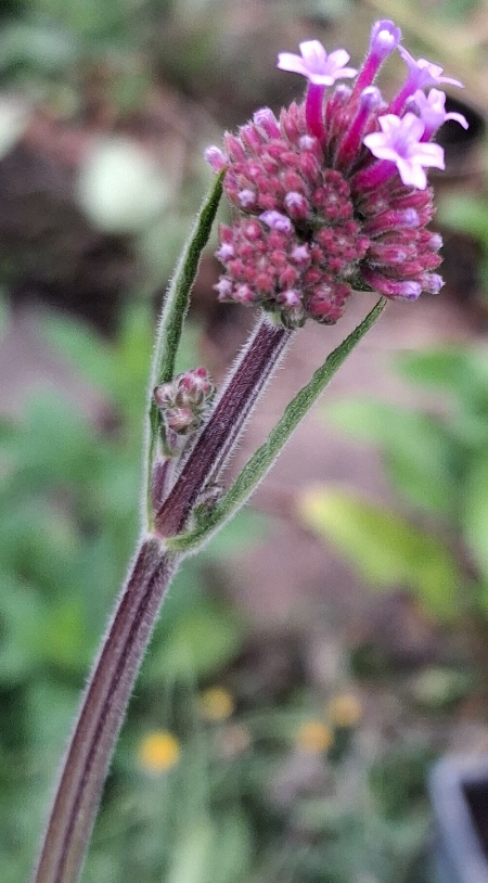 verbena bonariensis