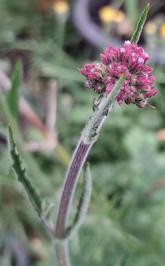 verbena bonariensis