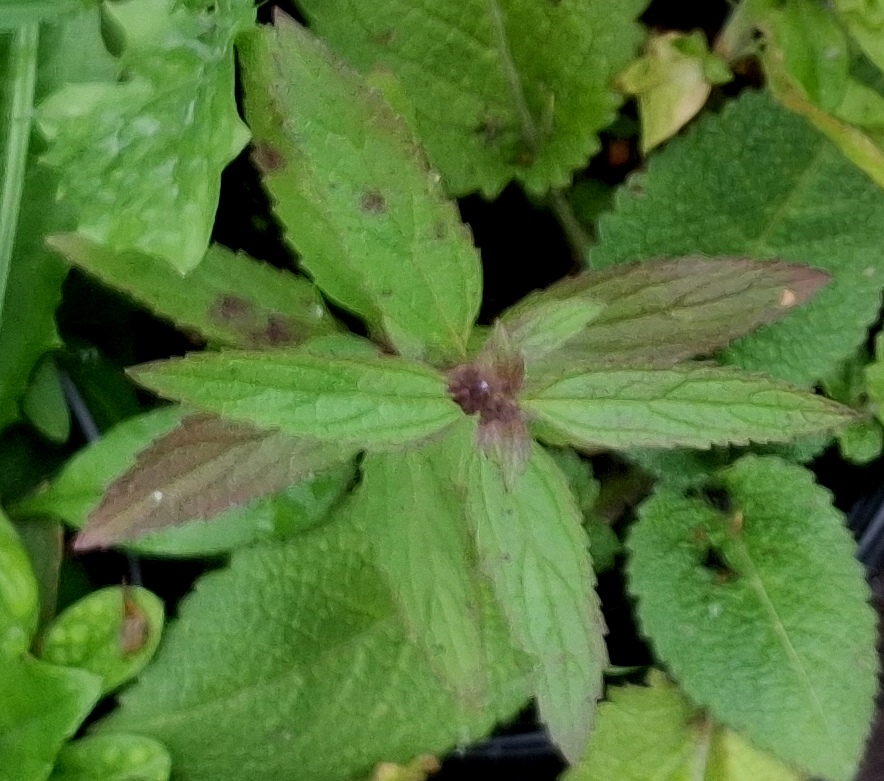 verbena hastata
