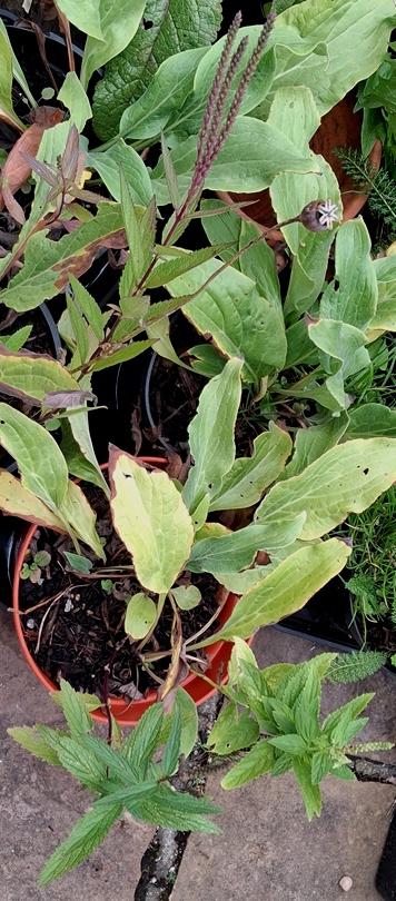 verbena hastata