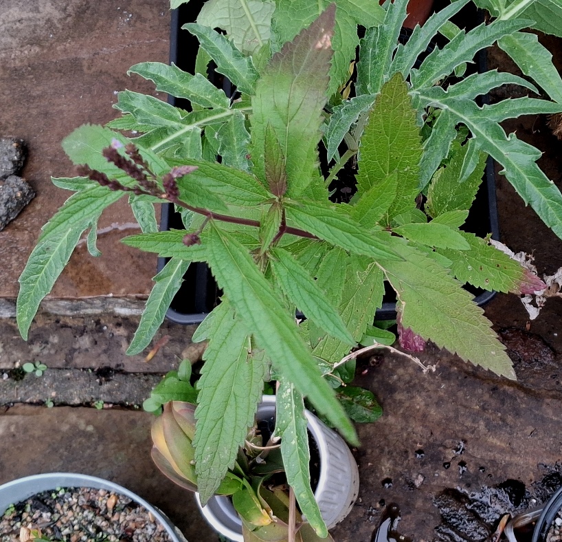 verbena hastata