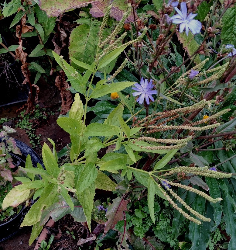 verbena hastata