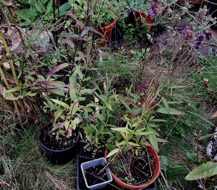 verbena hastata