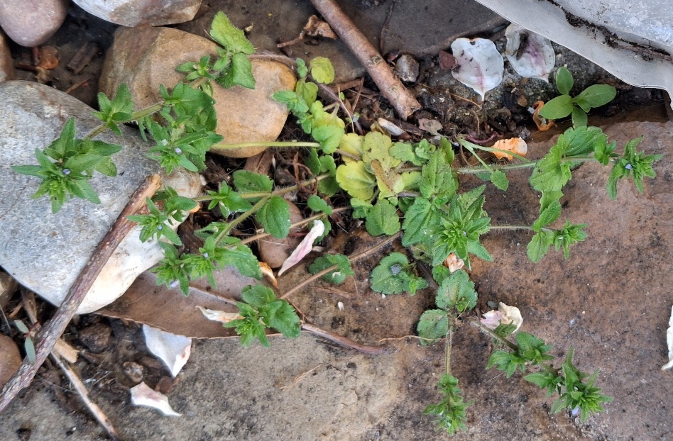 wall speedwell veronica arvensis