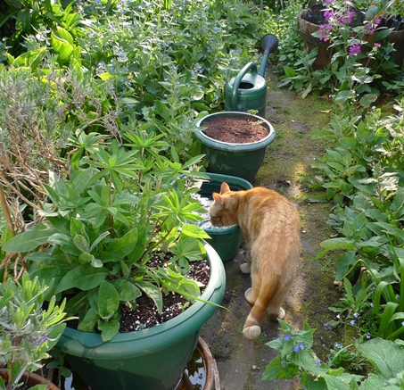 cat drinking in garden