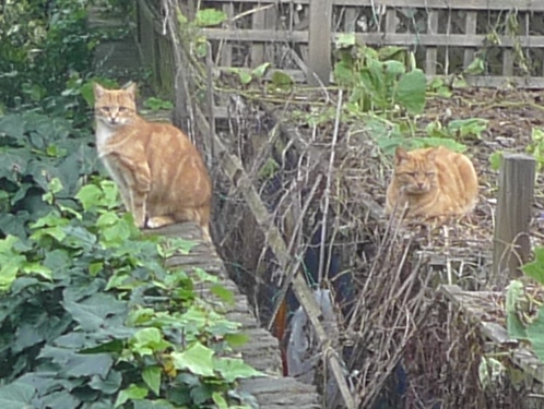 cats garden wall