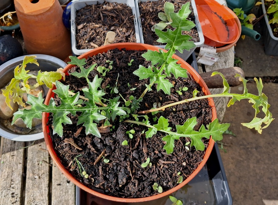 acanthus spinosus