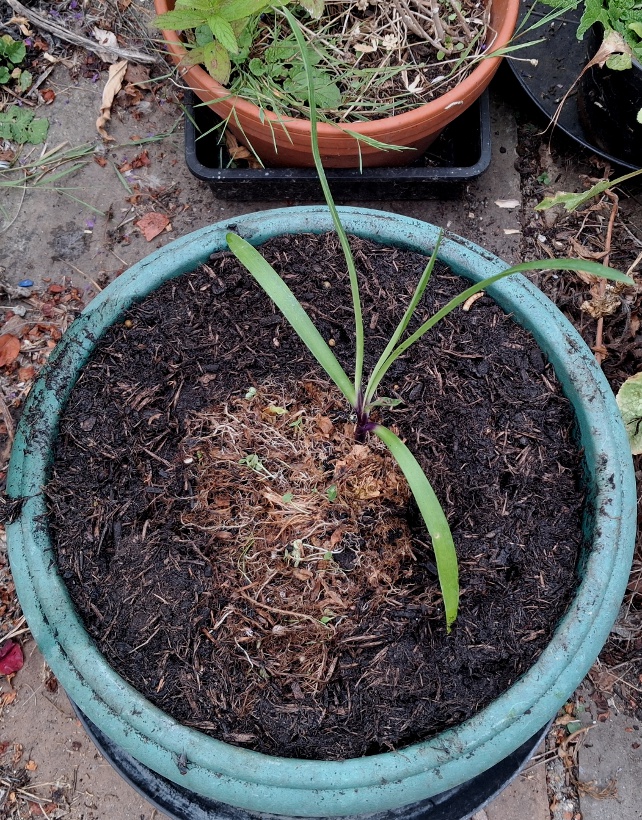 agapanthus