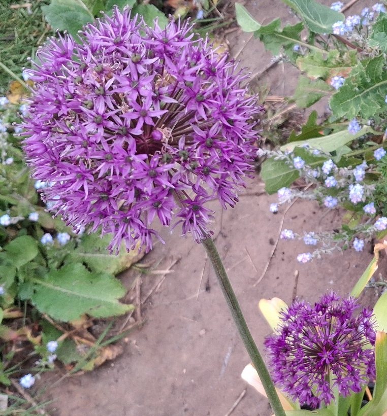allium