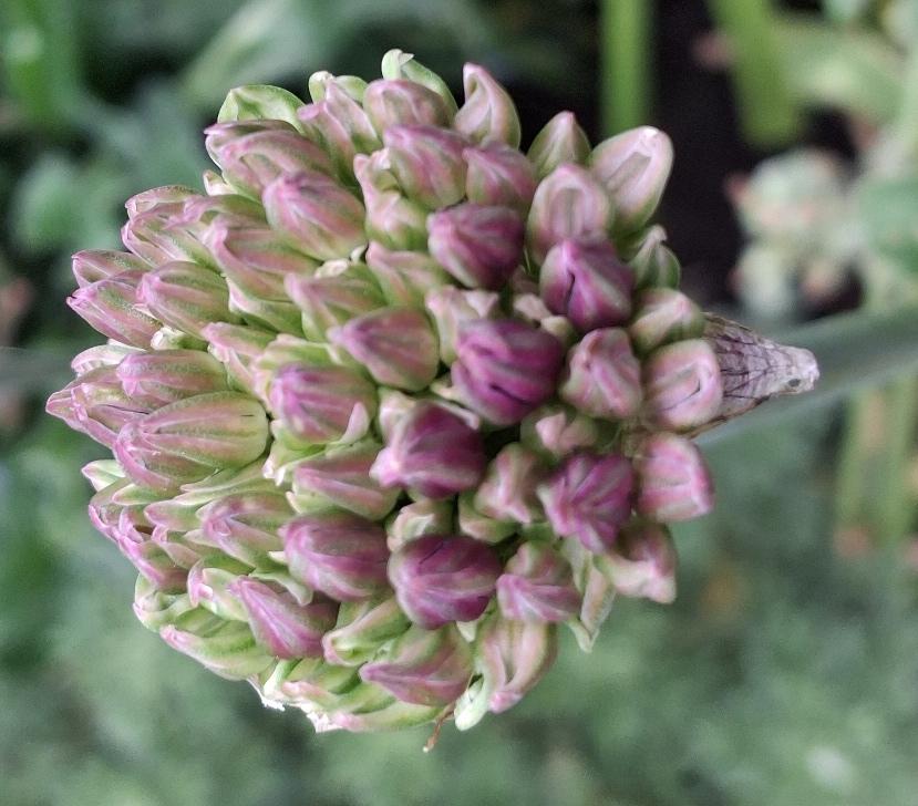 allium buds