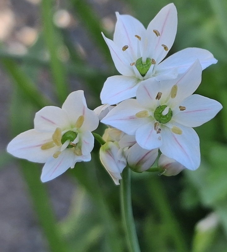 allium neapolitanum