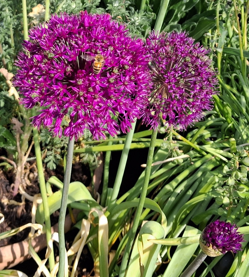 allium with bee
