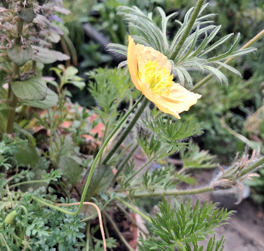 alpine poppy
