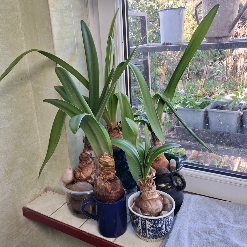 amaryllis