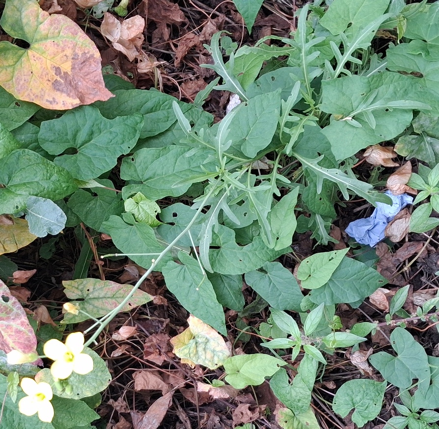annual wall rocket