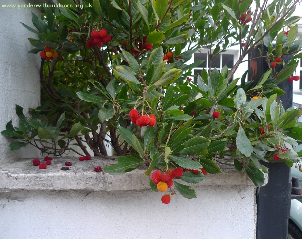strawberry tree arbutus unedo