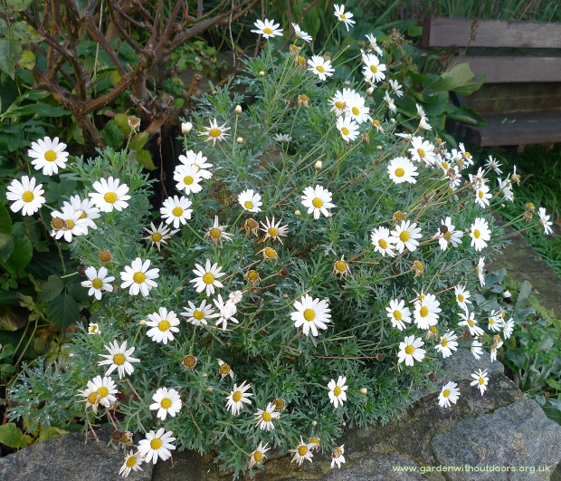 arhyranthemum frutescens marguerite daisy