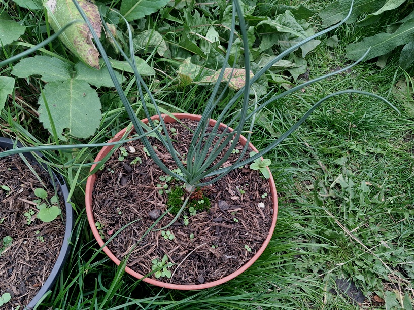 asphodel