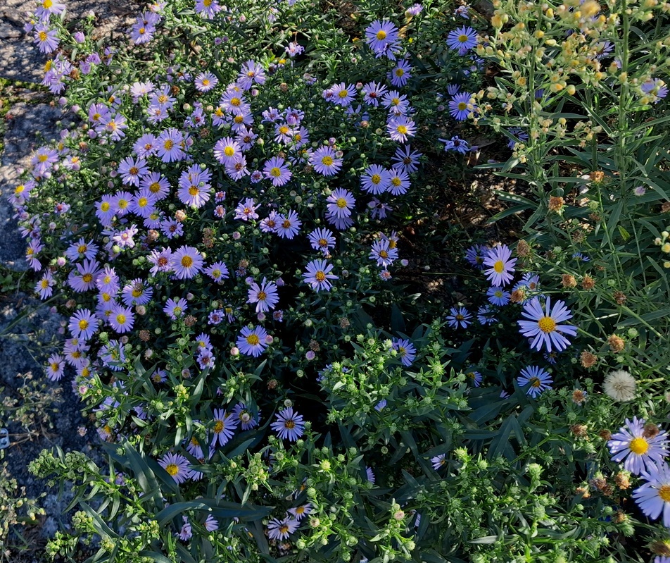aster