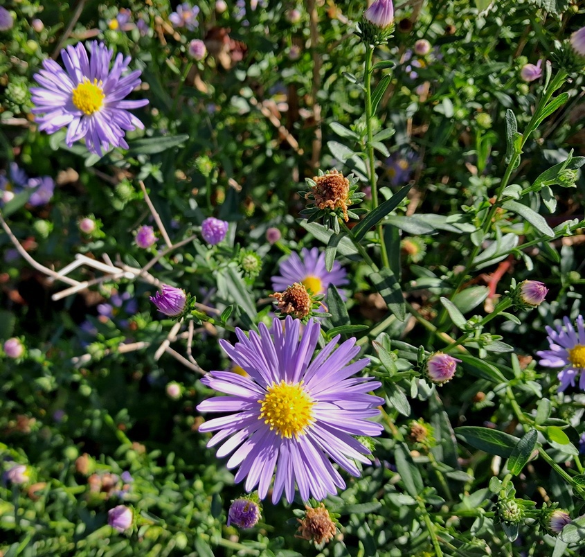 aster
