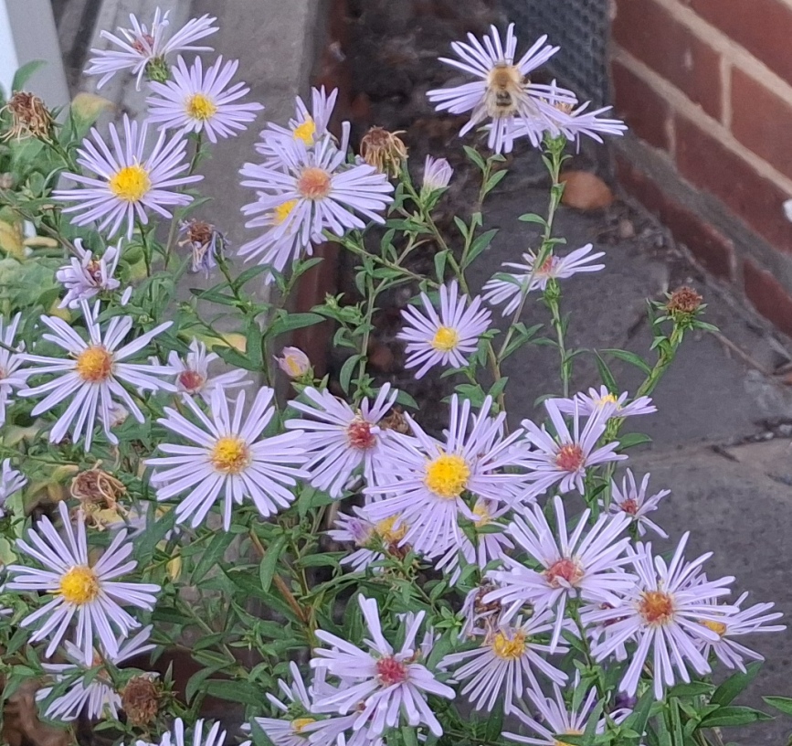 aster bee