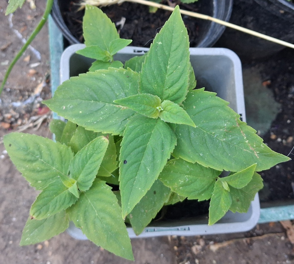 bee balm