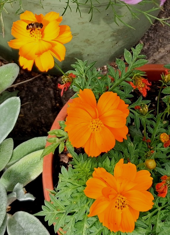 cosmos cosmic orange