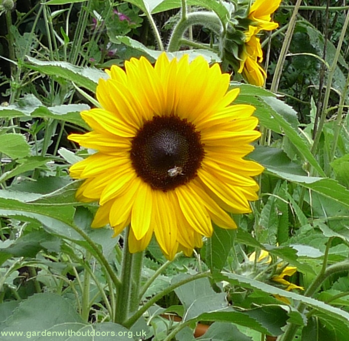 bee on Little Dorrit sunflower