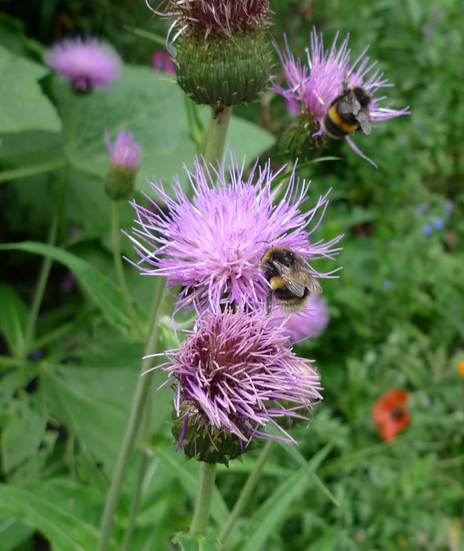 bees on melancholy thistle