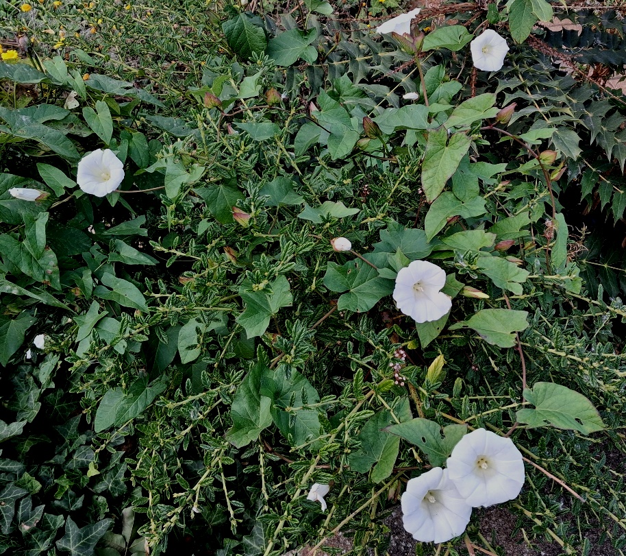 bindweed flowers