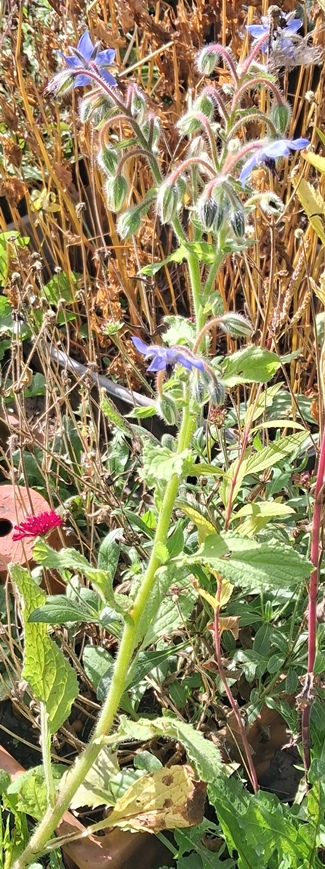 borage