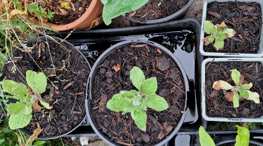 borage