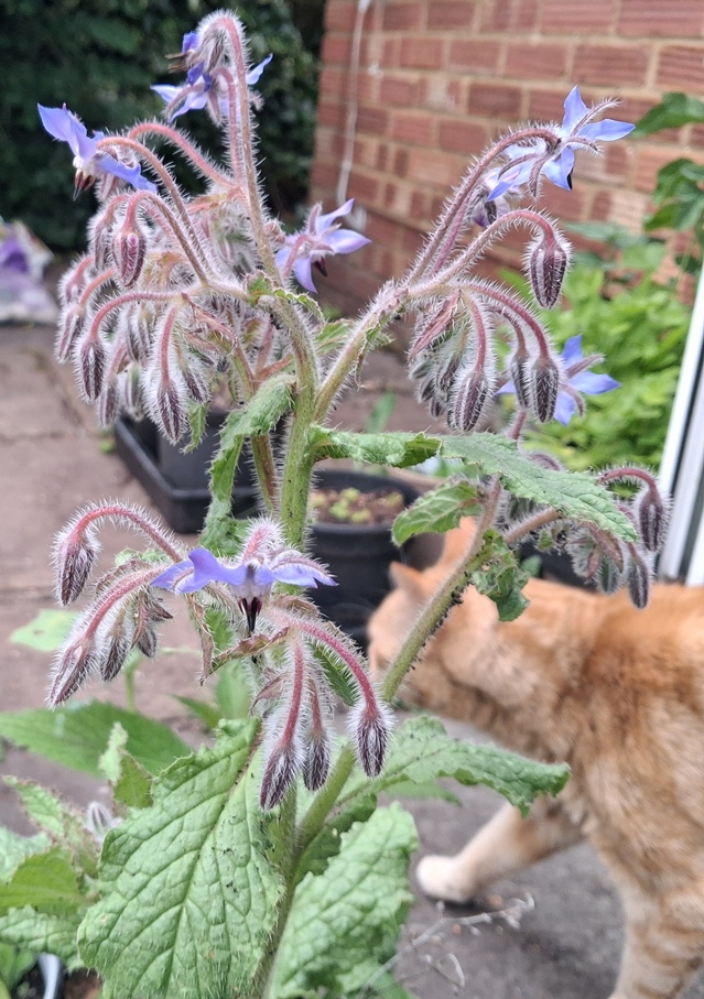 borage