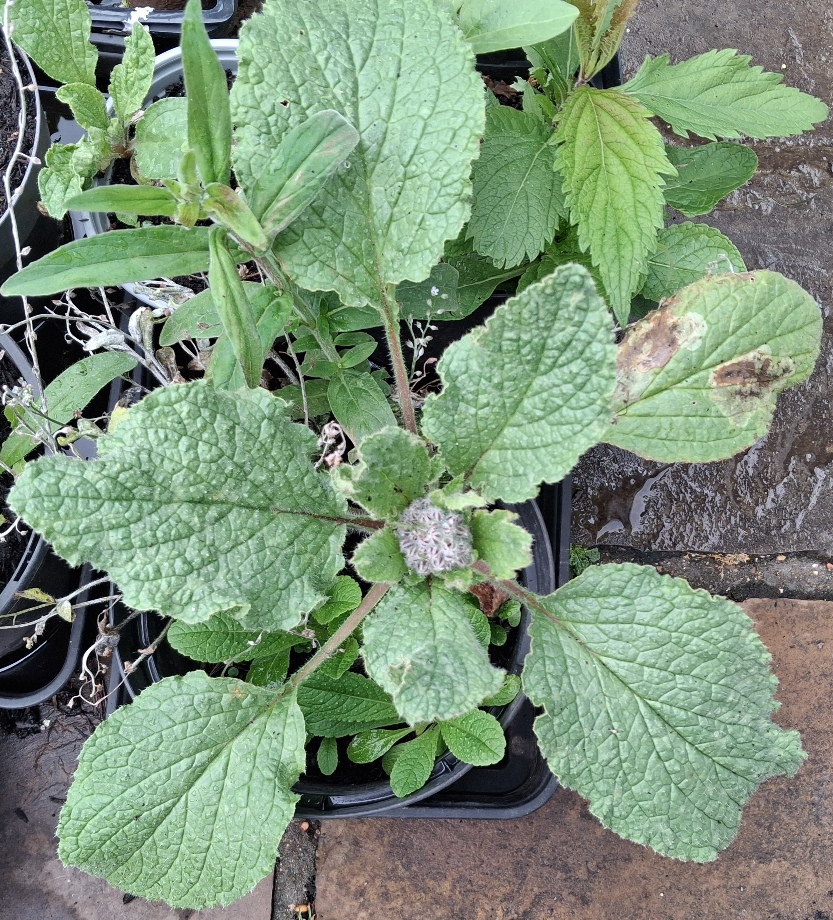 borage