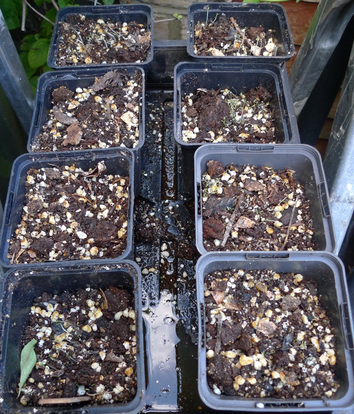 breadseed poppy seedlings
