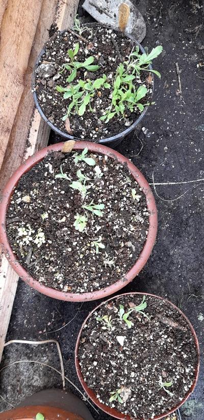 breadseed poppy seedlings
