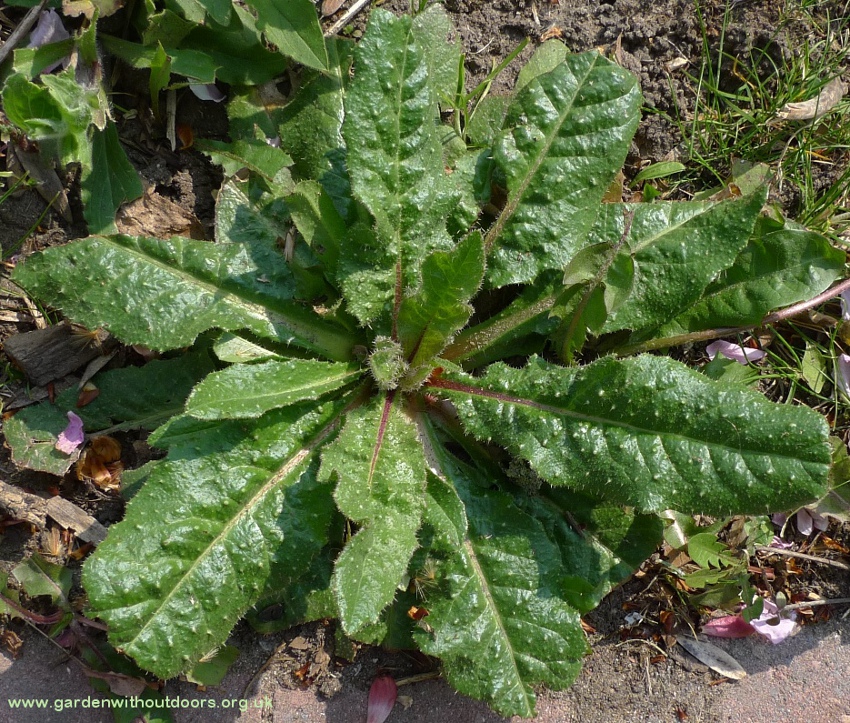 bristly oxtongue rosette