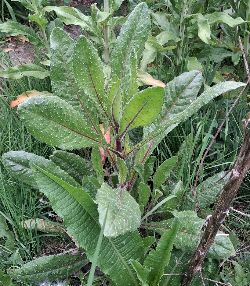 bristly oxtongue